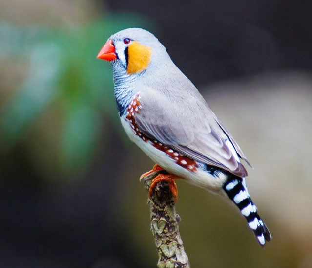 birds in panna