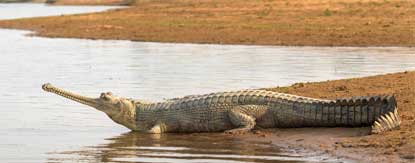 ken gharial sanctuary