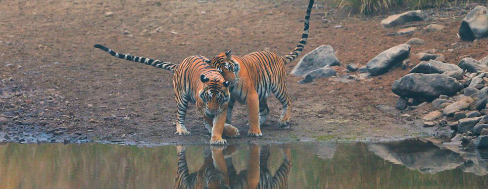 panna royal bengal tiger