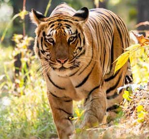 panna tiger